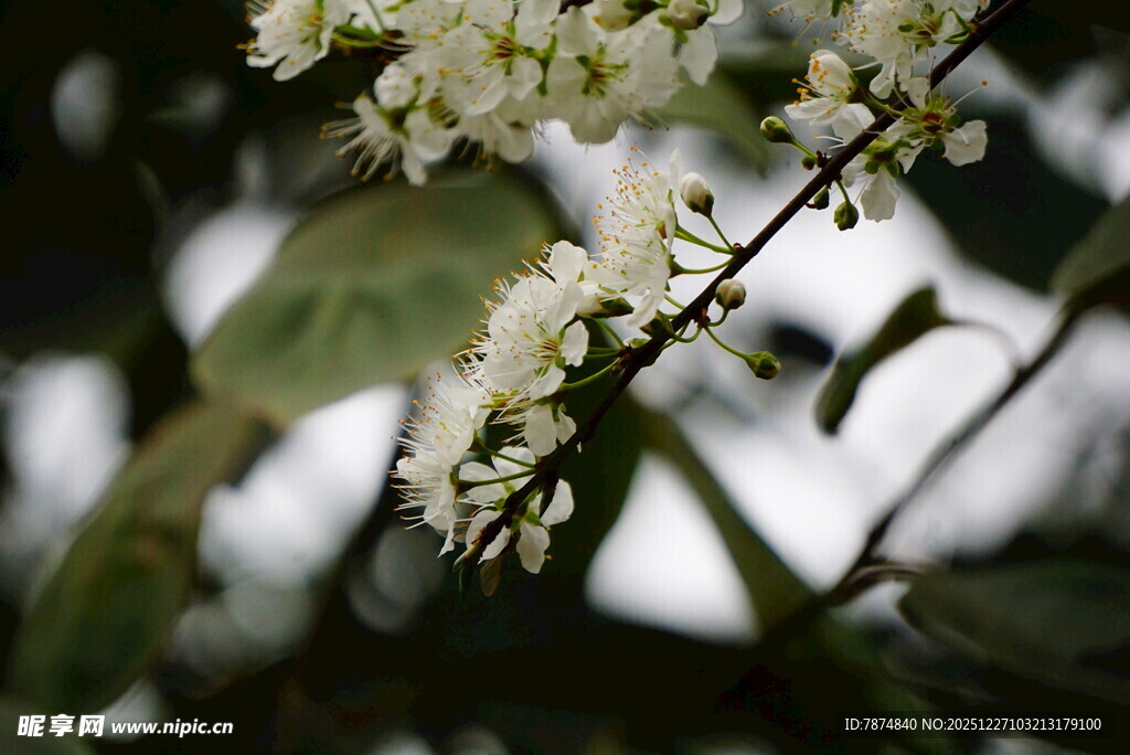 白色小花绽放枝头