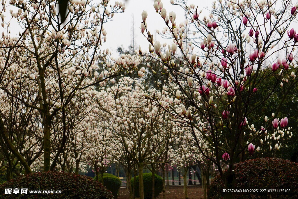 春日繁花盛开的园林景色
