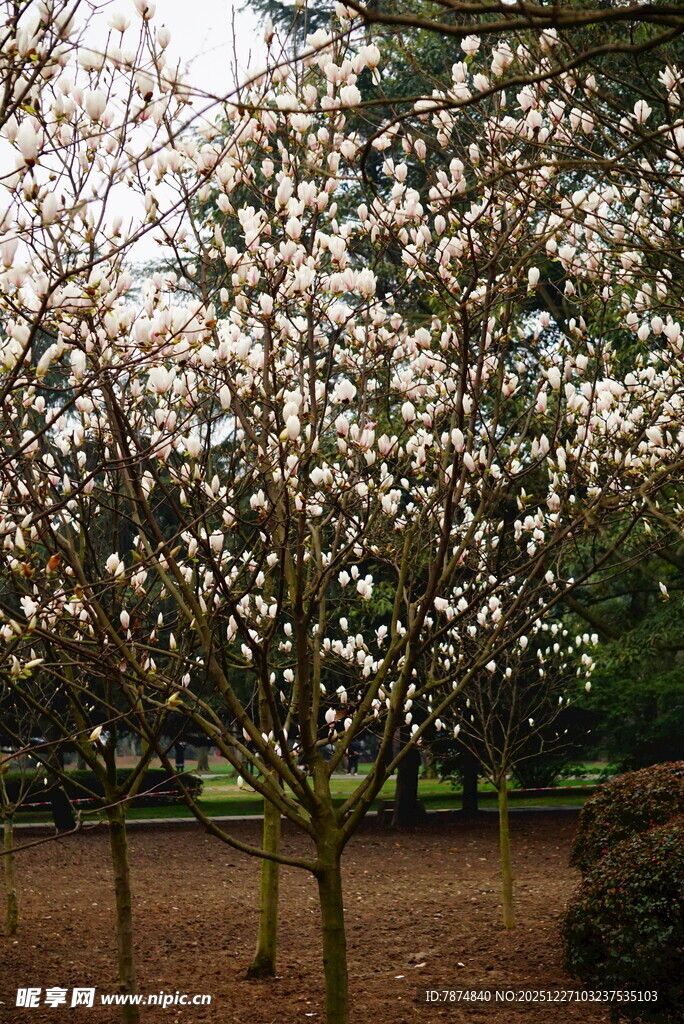 盛开的繁花树木景观