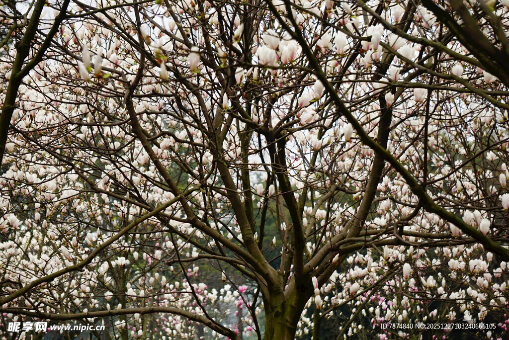 盛开的繁花树木