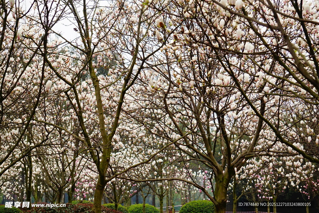 盛开的繁花树木景观