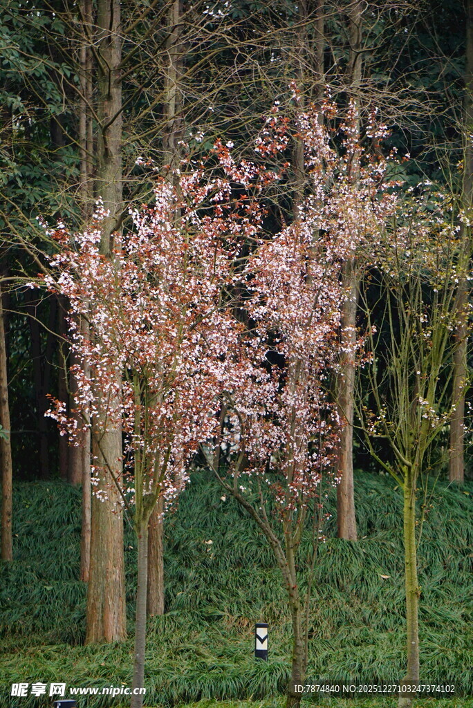 林中绽放的粉嫩樱花树