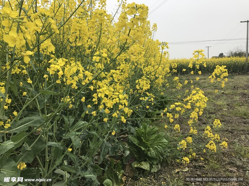 金黄油菜花田美景