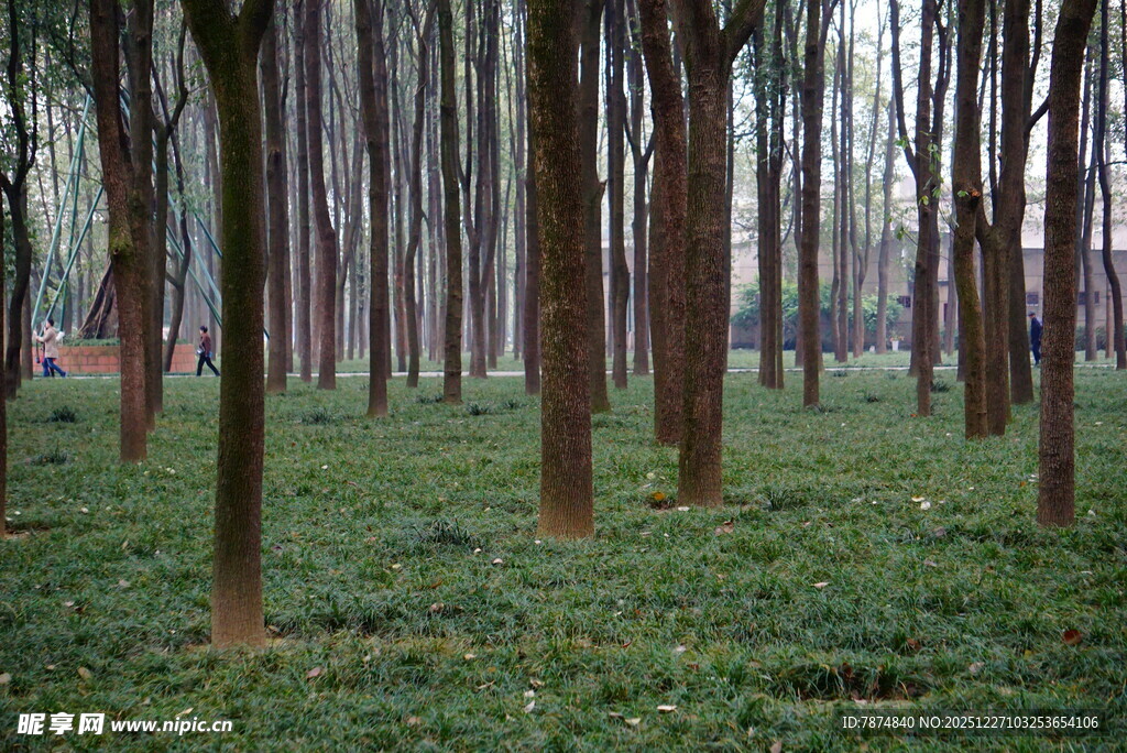 林间绿意盎然的树木景观