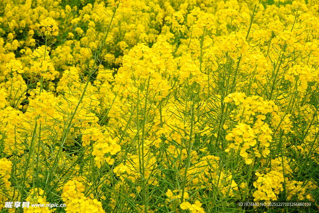 金黄灿烂的油菜花田