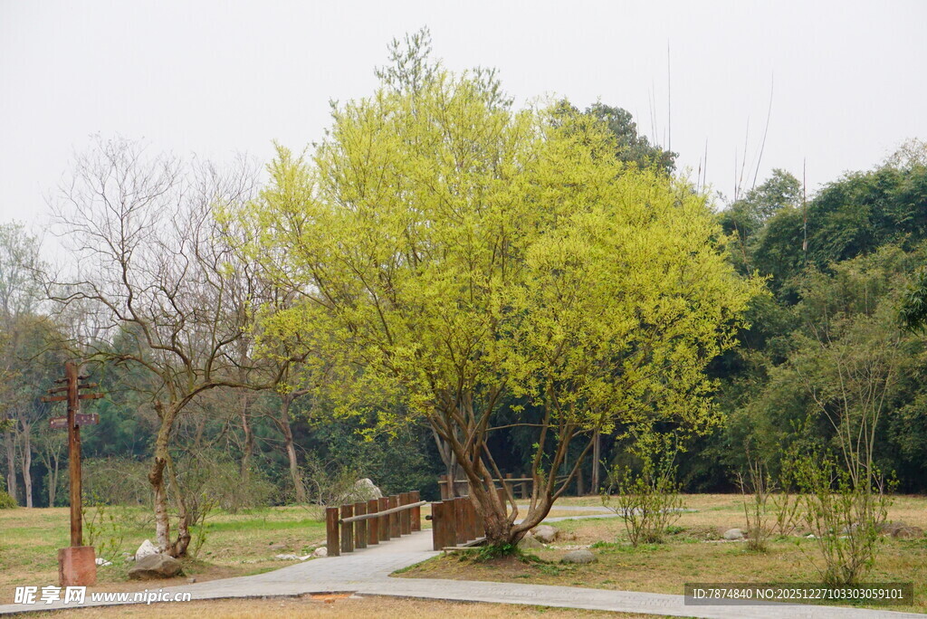 春日公园绿意盎然的大树