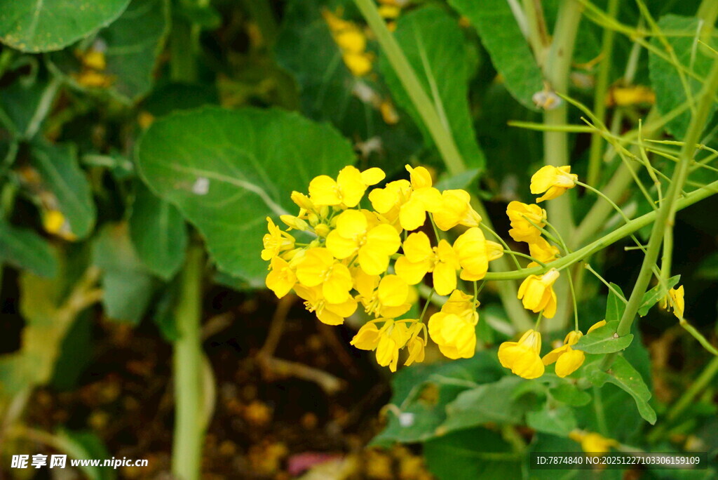 黄色小花绽放于绿叶间