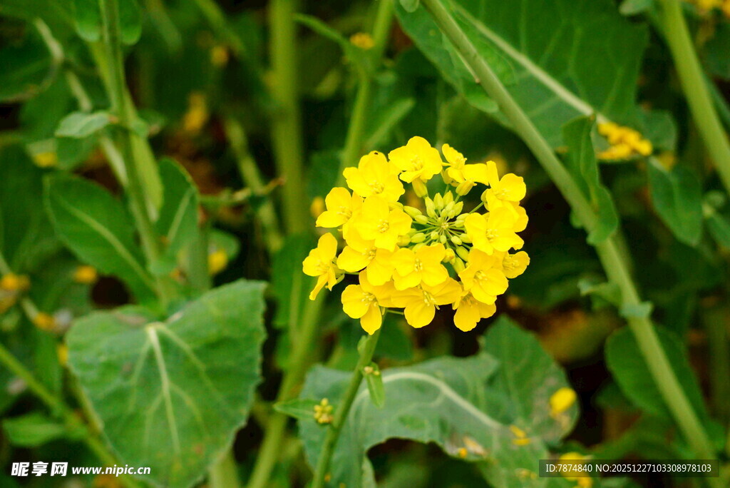 黄色小花绽放绿叶间