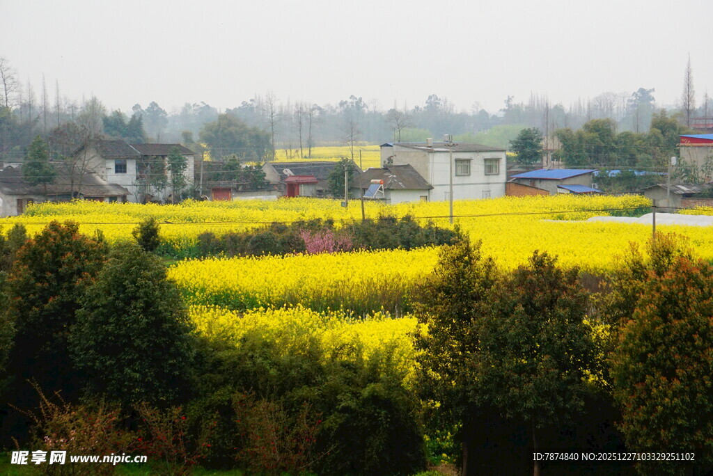 春日油菜田乡村美景
