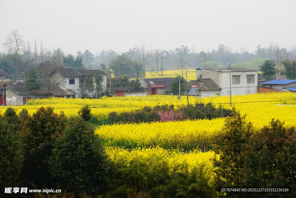 春日田野油菜花乡村美景