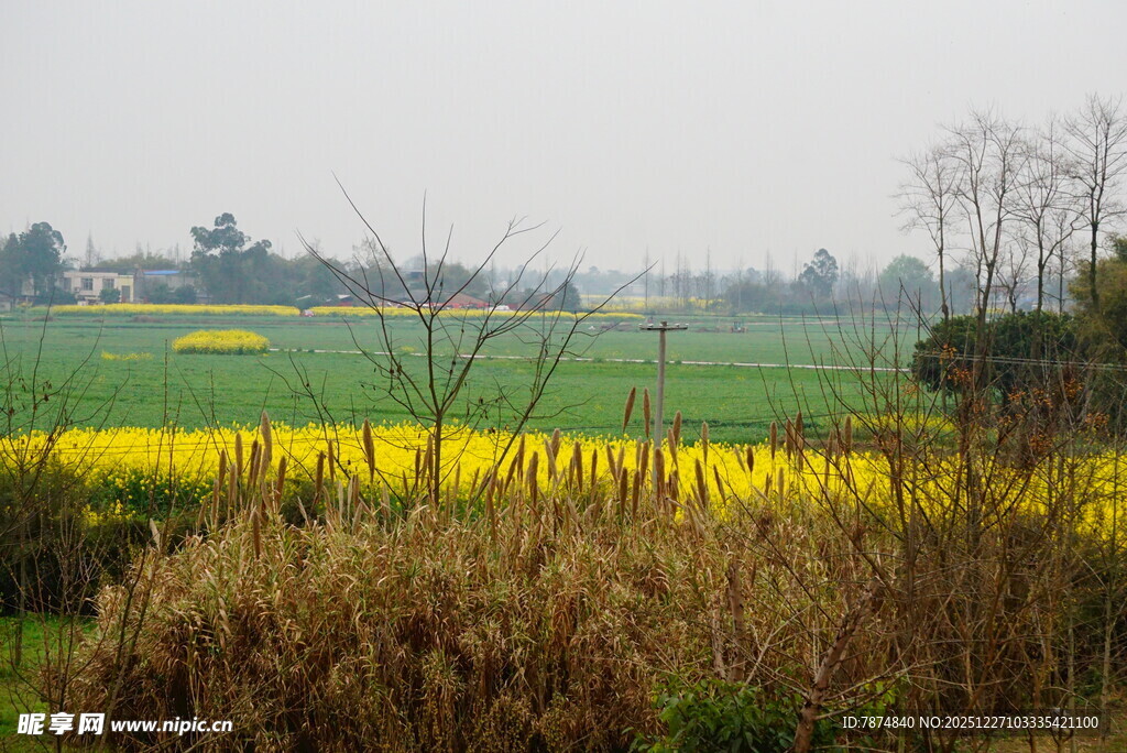 春日田野油菜花风景