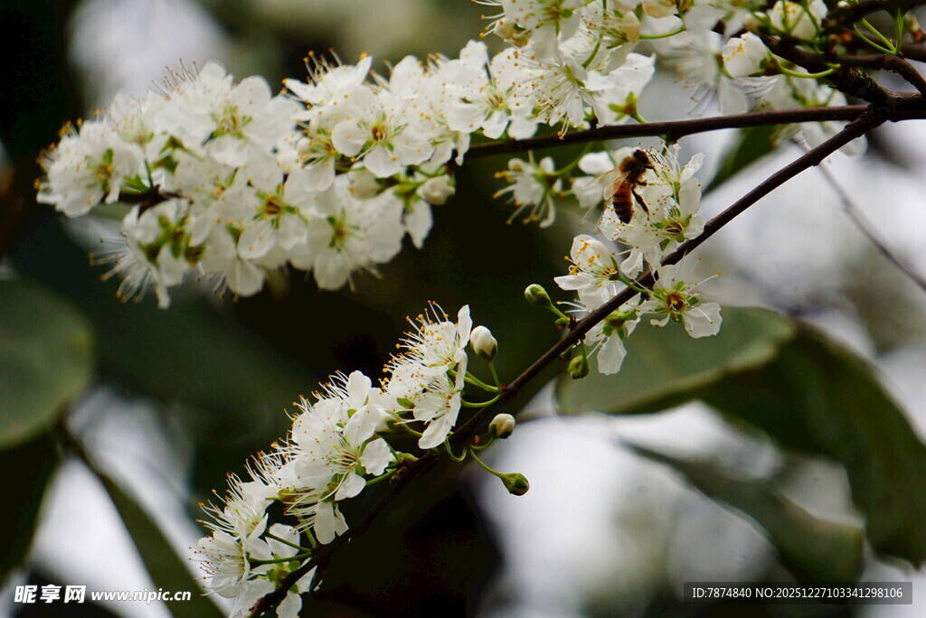 洁白绽放的繁茂花枝