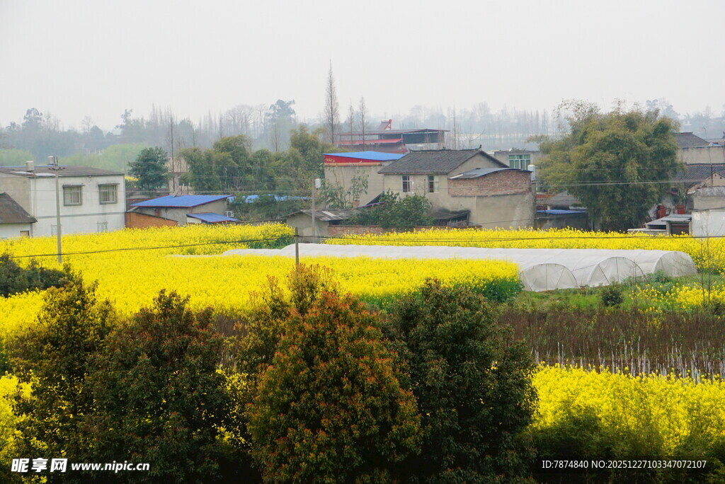 春日油菜花海田园风光