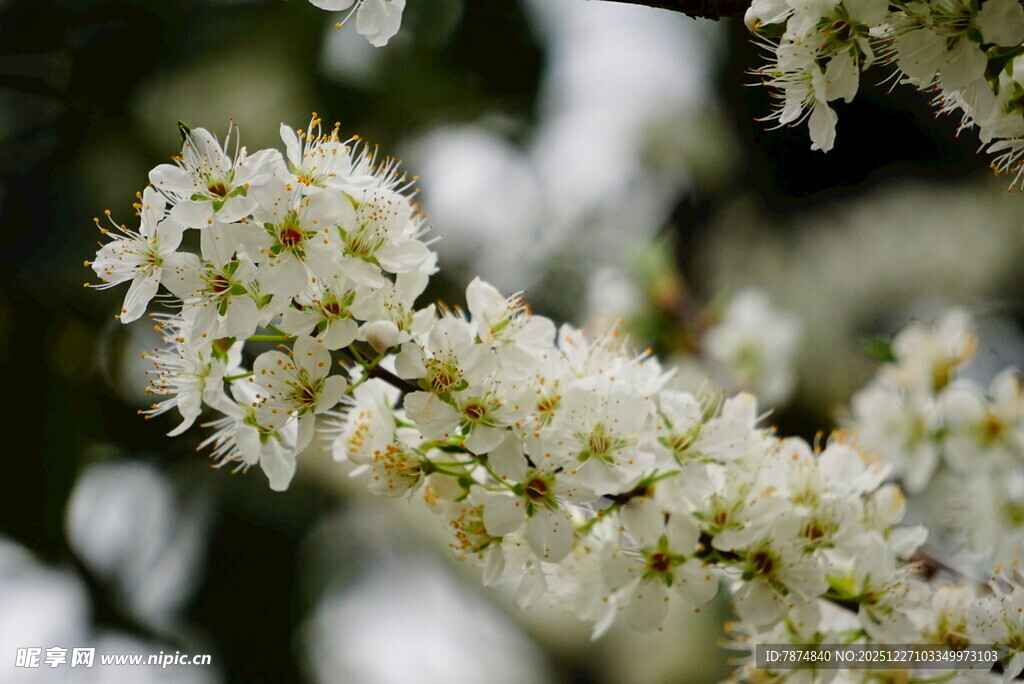 洁白李花绽放枝头