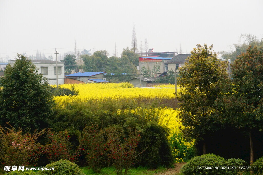 春日田野油菜花海美景