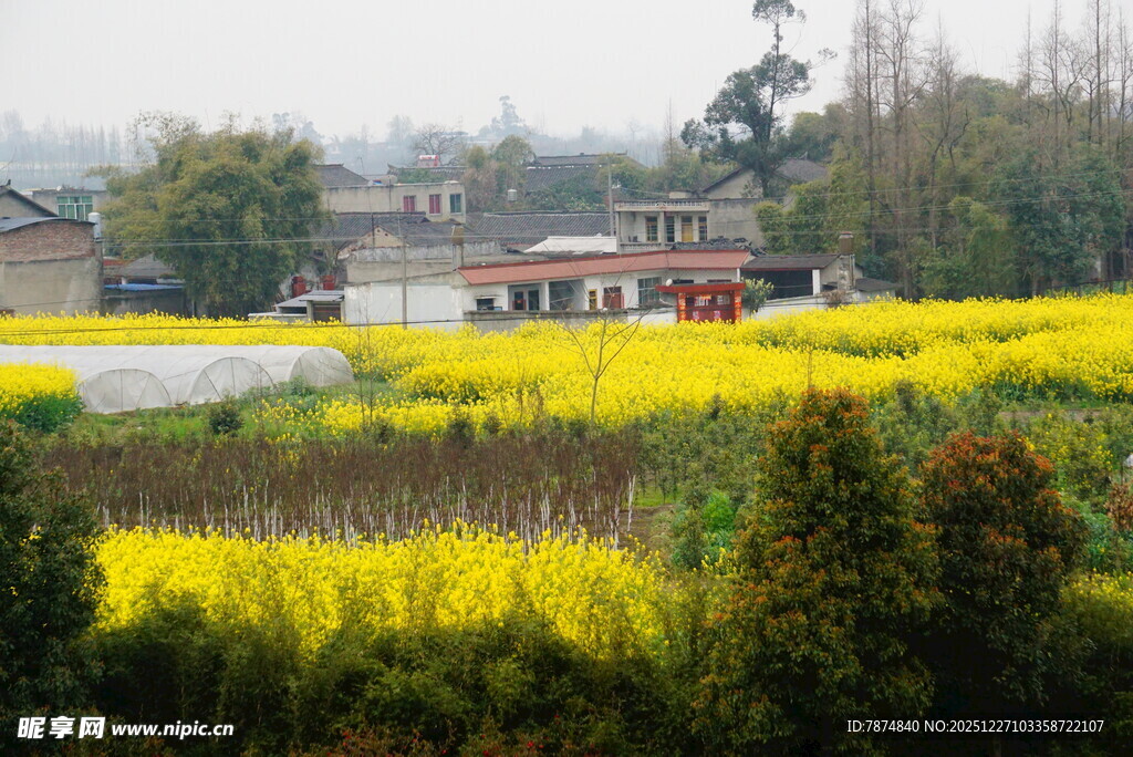 春日油菜田乡村美景