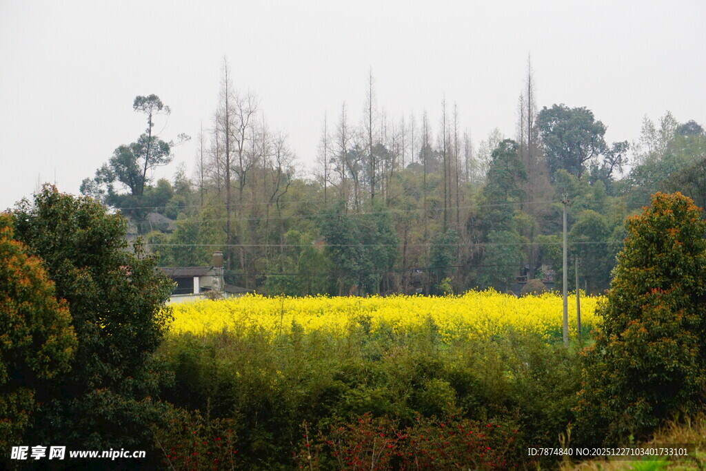 金黄油菜田与葱郁树木