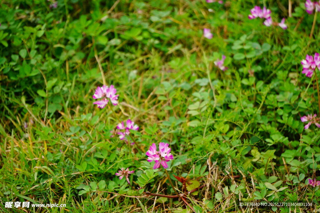 草丛中的粉色小花