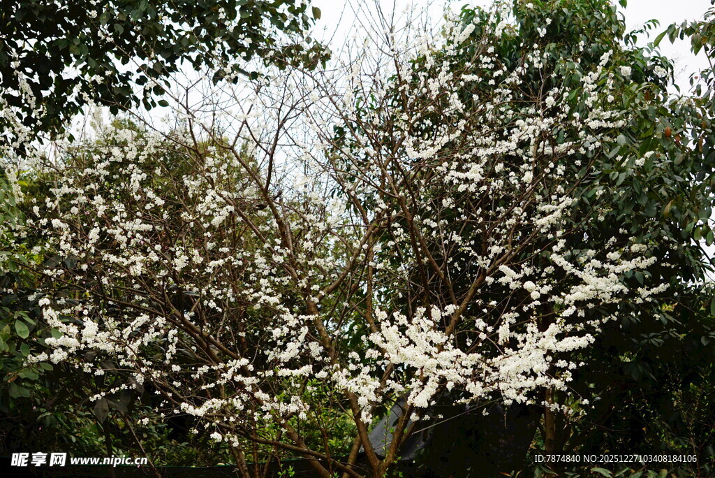 枝头繁花绽放的美丽树木