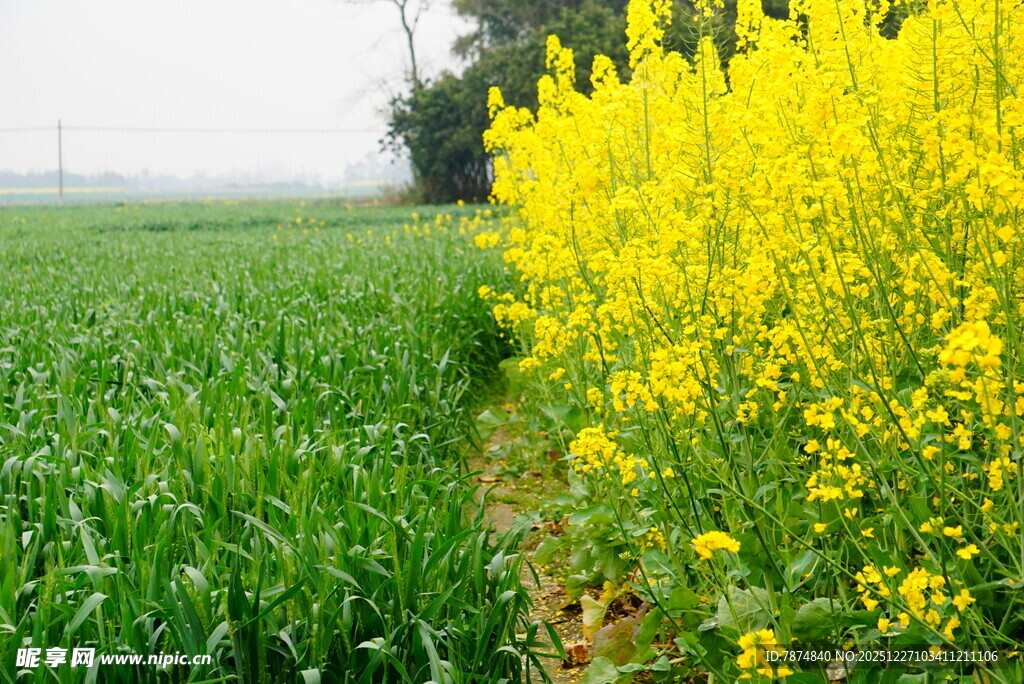 春日田野油菜花与绿苗