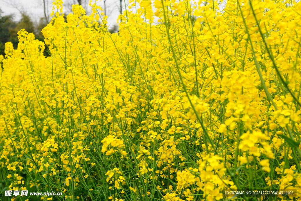 金黄灿烂的油菜花田