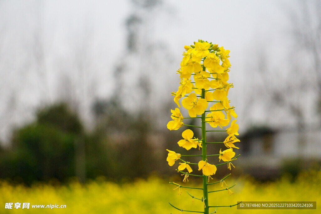 一枝独秀的灿烂油菜花
