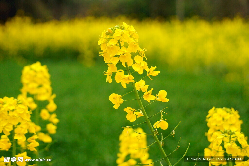 春日油菜花绽放美景