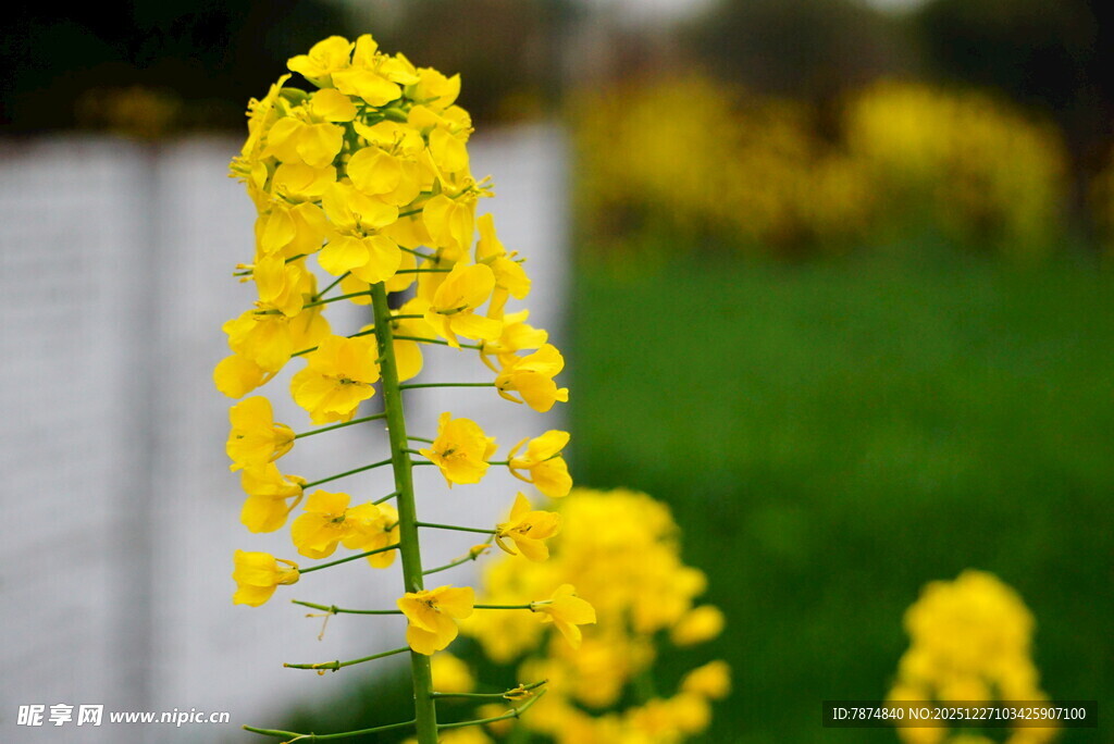 一枝绽放的黄色美丽花朵
