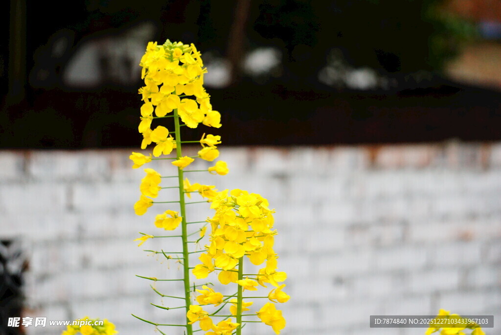 墙边绽放的黄色油菜花