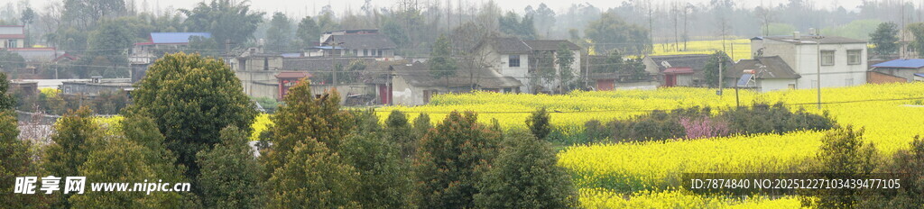 春日田野油菜花美景
