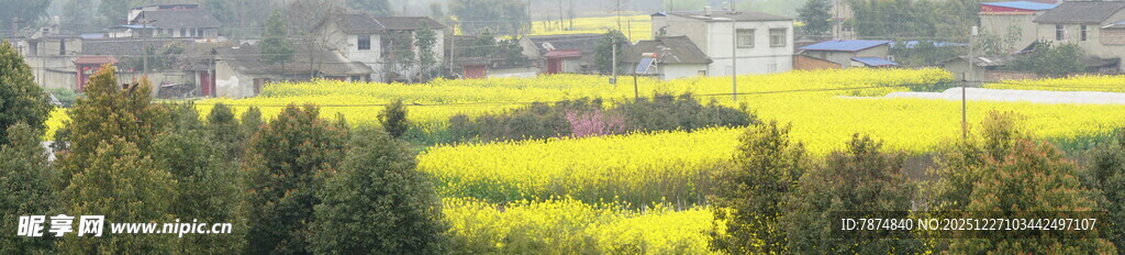 春日金黄油菜田美景