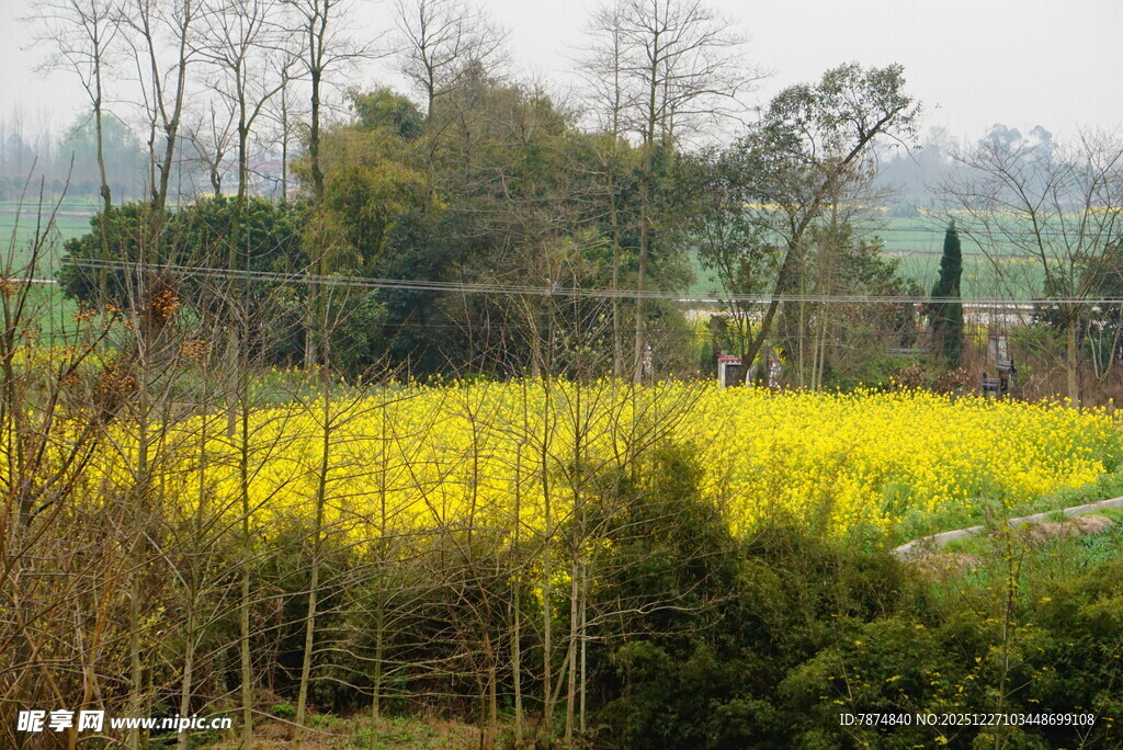 春日油菜花田田园风光