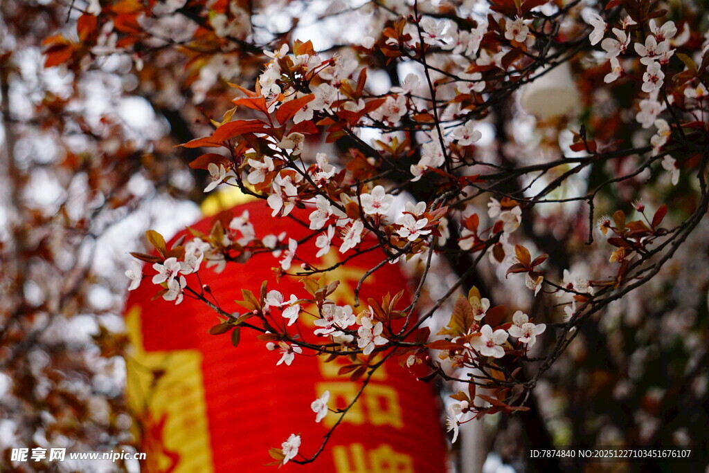 枝头红灯笼映多彩树叶