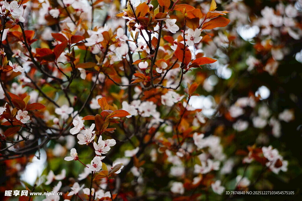 繁花满枝的绚烂景致