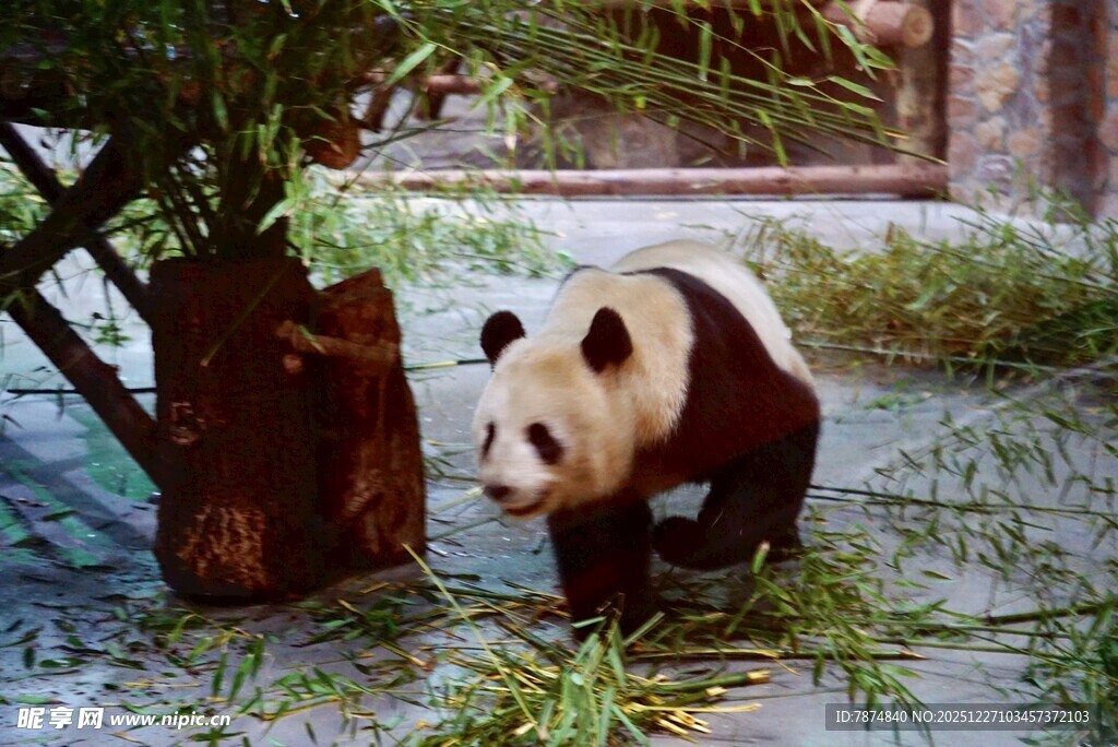 雪地中漫步的可爱大熊猫
