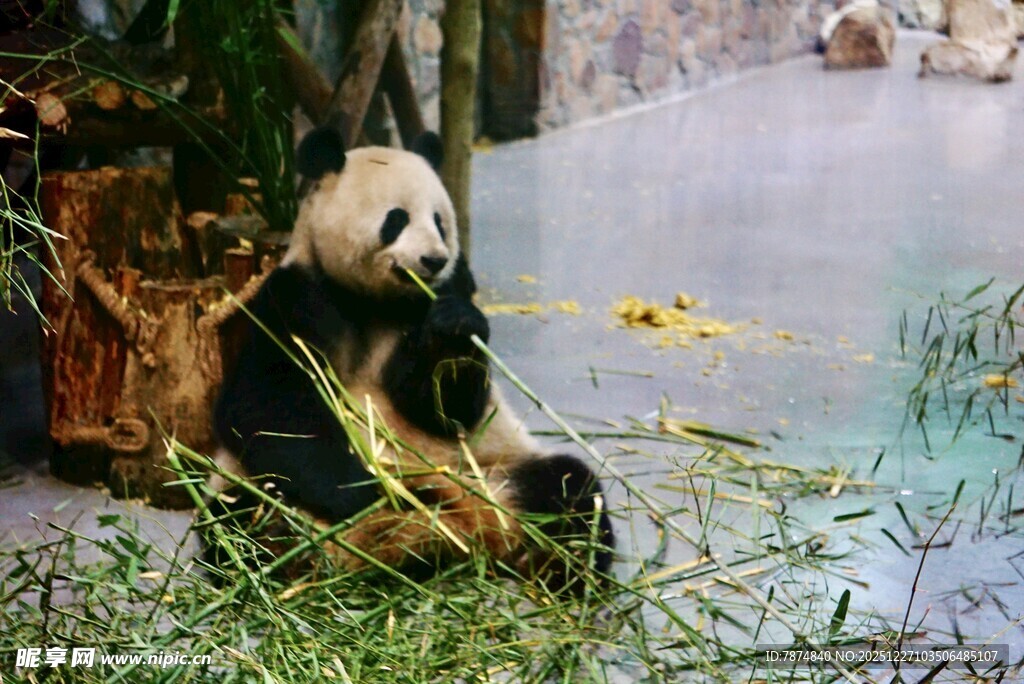 熊猫悠闲进食嫩绿竹子