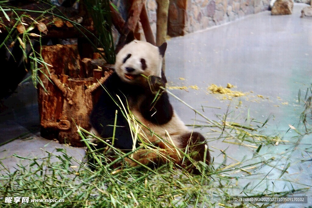 熊猫悠闲进食竹子