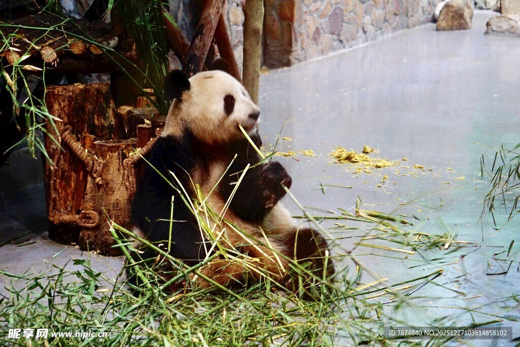 熊猫悠闲进食竹子