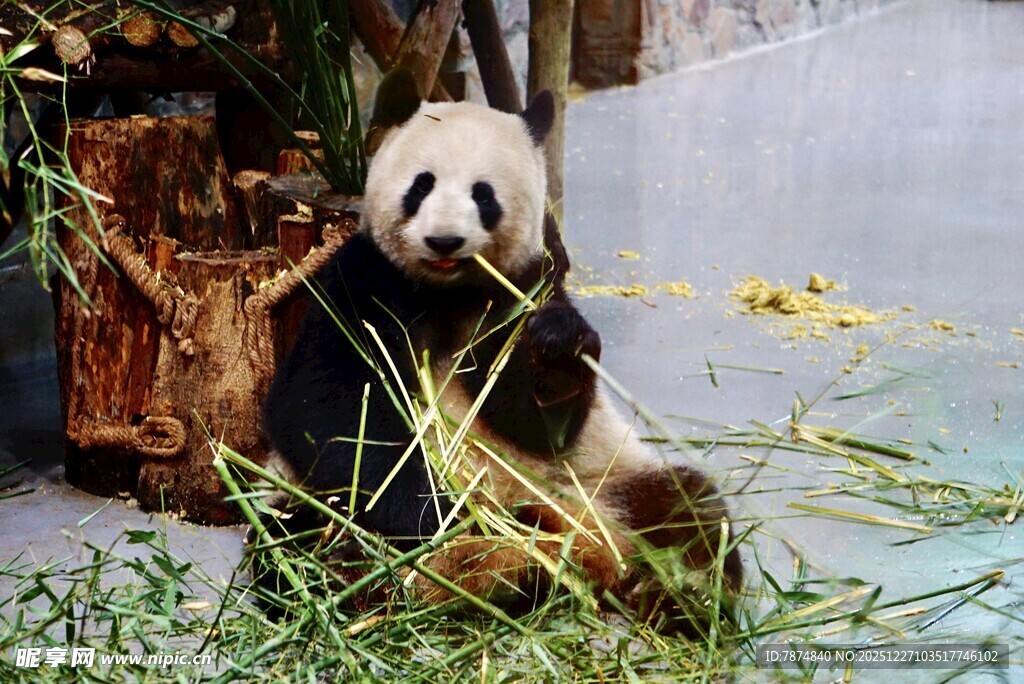 竹林中的憨态熊猫