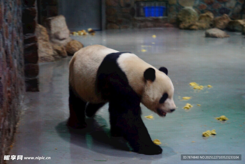 熊猫在室内玩耍