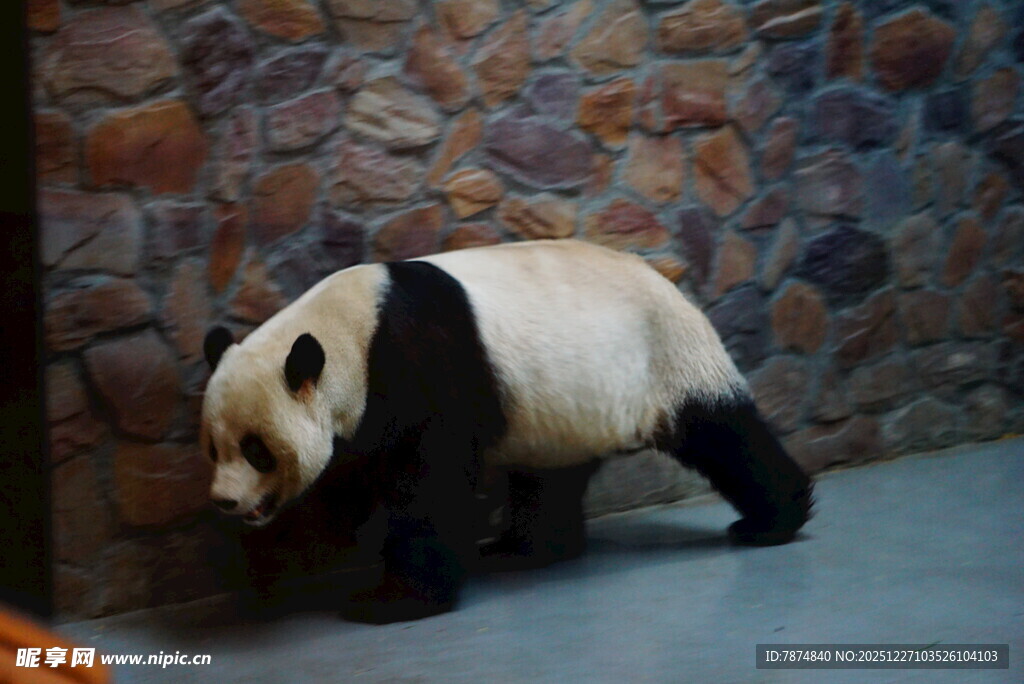 憨态可掬的大熊猫