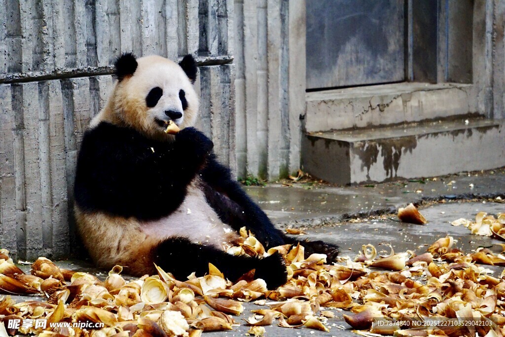 熊猫坐落叶中憨态可掬