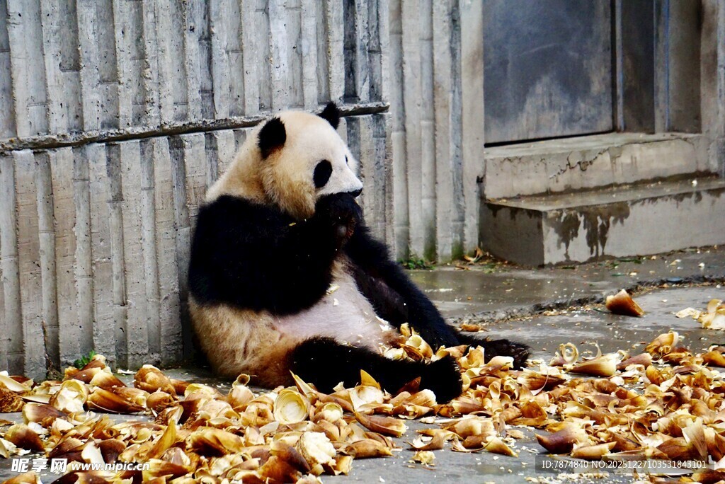 熊猫坐落叶中憨态可掬