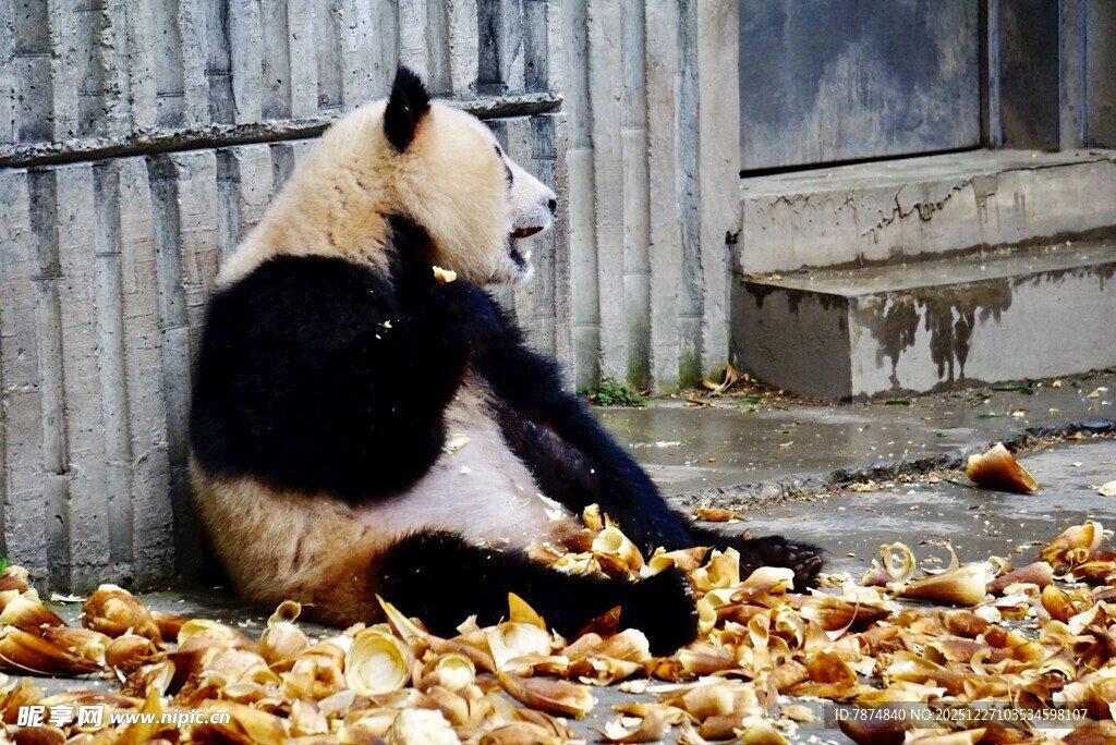 熊猫坐于落叶中悠然自得