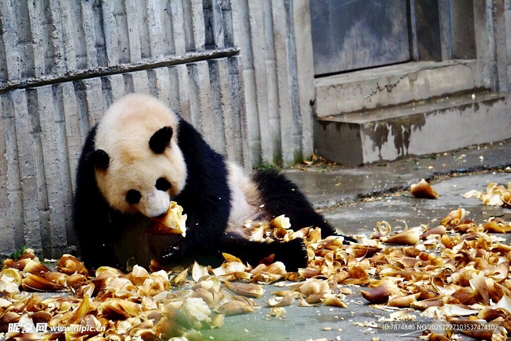 熊猫惬意享用地上竹子