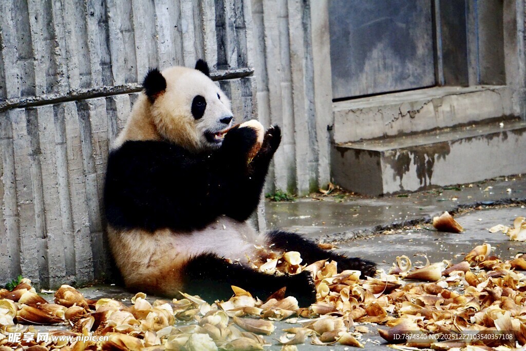 熊猫坐落叶中惬意进食