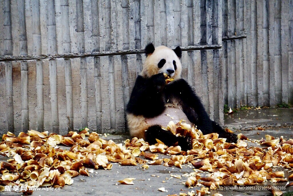 熊猫坐于落叶中