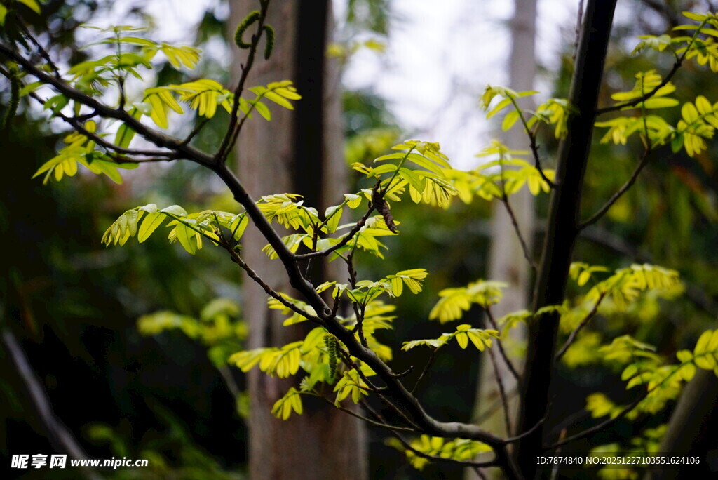 嫩绿枝叶在林间舒展