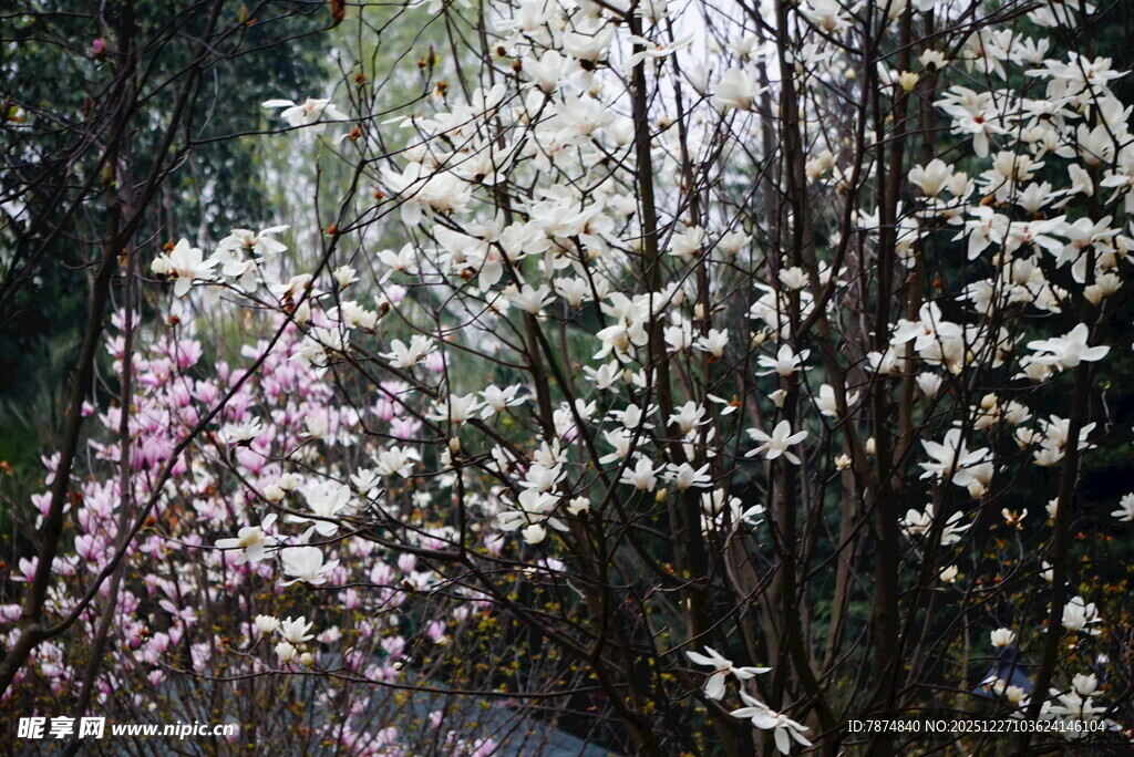 春日繁花似锦的树林