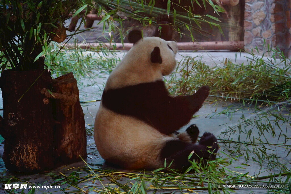 憨态可掬的熊猫坐地进食